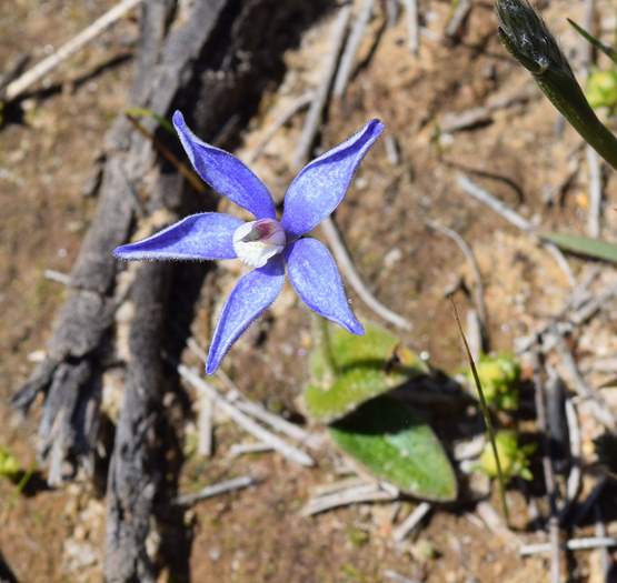 Cyanicula - blue-china-orchid.JPG